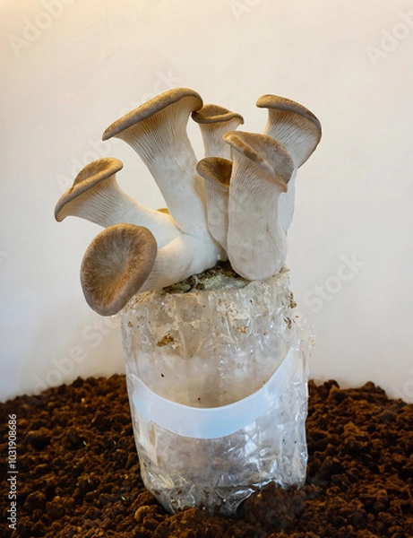 Obraz A close-up shot of king oyster mushrooms growing from a cultivation setup, perfect for agricultural, organic farming, or mushroom cultivation themes.