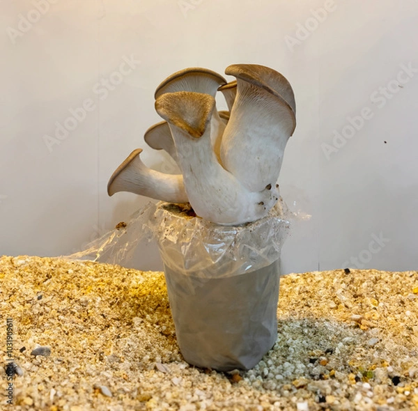 Obraz A close-up shot of king oyster mushrooms growing from a cultivation setup, perfect for agricultural, organic farming, or mushroom cultivation themes.