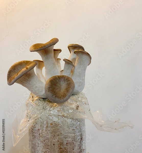 Obraz A close-up shot of king oyster mushrooms growing from a cultivation setup, perfect for agricultural, organic farming, or mushroom cultivation themes.