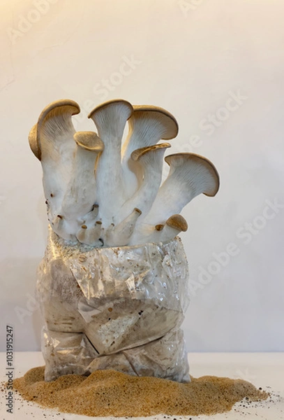 Obraz A close-up shot of king oyster mushrooms growing from a cultivation setup, perfect for agricultural, organic farming, or mushroom cultivation themes.