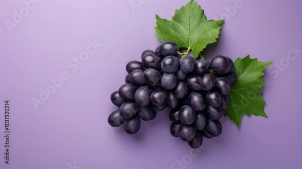 Obraz Bountiful Black Wine and Kyoho Grapes: Vibrant Isolation on Purple Background with Clipping Path in