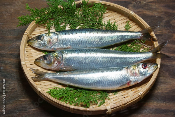 Fototapeta イワシ