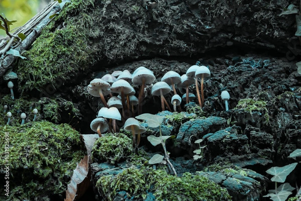 Obraz Psilocybe mushrooms 