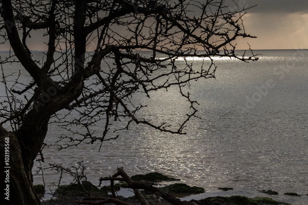 Fototapeta winter tree beside the sea