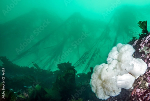 Fototapeta Scuba diving in British Columbia