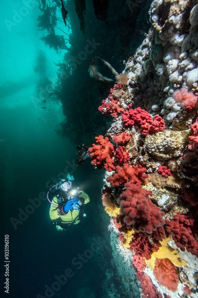 Fototapeta Scuba diving in British Columbia