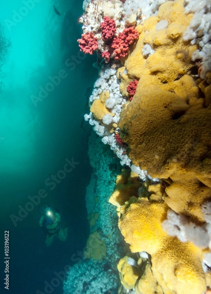 Fototapeta Scuba diving in British Columbia