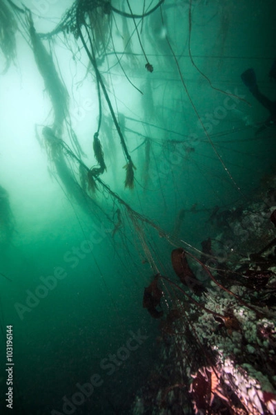 Fototapeta Scuba diving in British Columbia