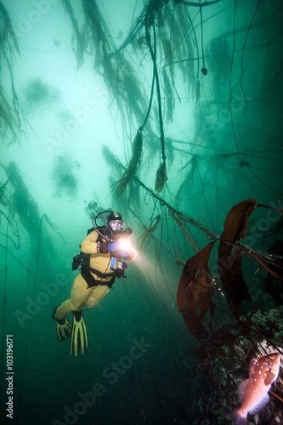 Fototapeta Scuba diving in British Columbia