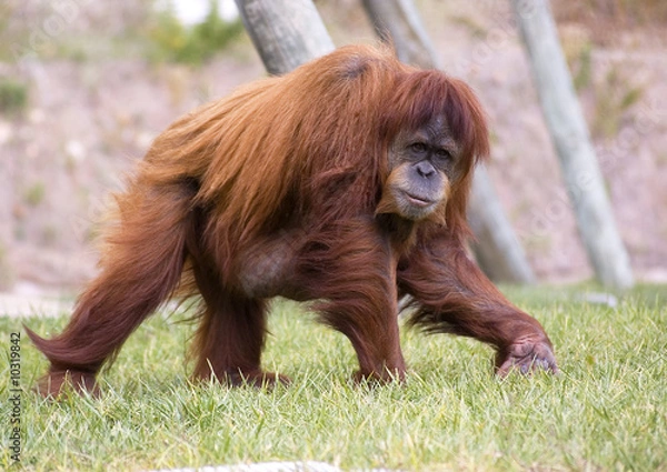 Fototapeta pongo pygmaeus