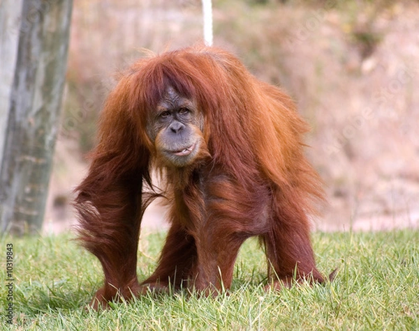 Obraz pongo pygmaeus