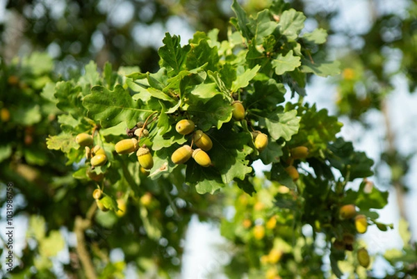 Obraz Oak tree acorns, nature background