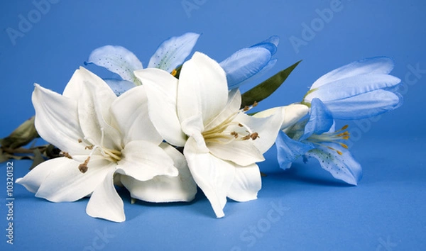 Obraz white artificial lilly flower on the blue background