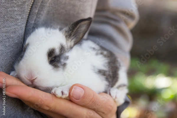 Fototapeta Little bunny in hand