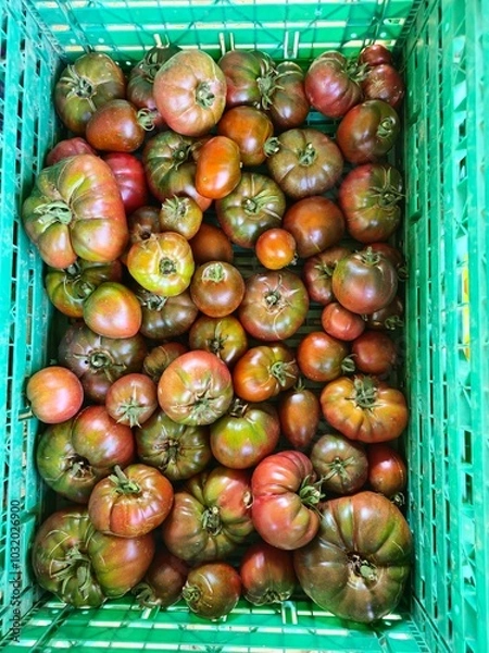 Fototapeta black russian