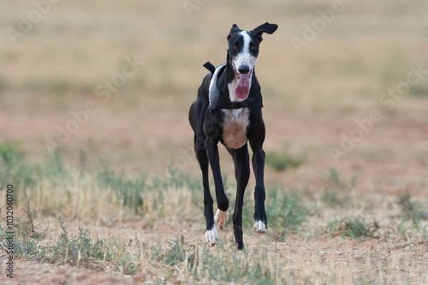 Obraz Greyhound run at field

