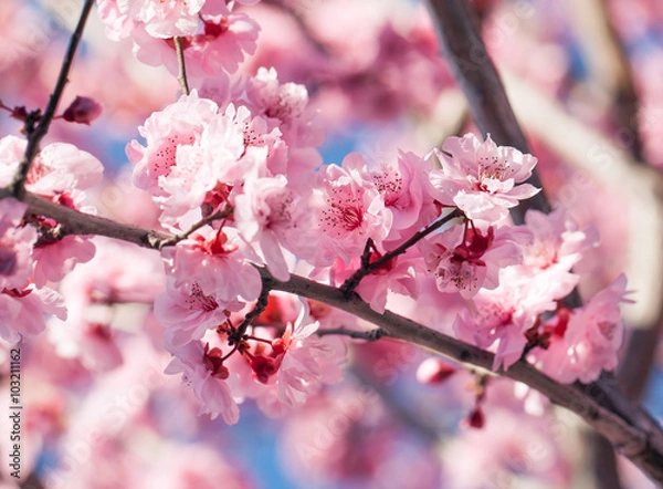 Obraz Kwitnące drzewo wiśniowe