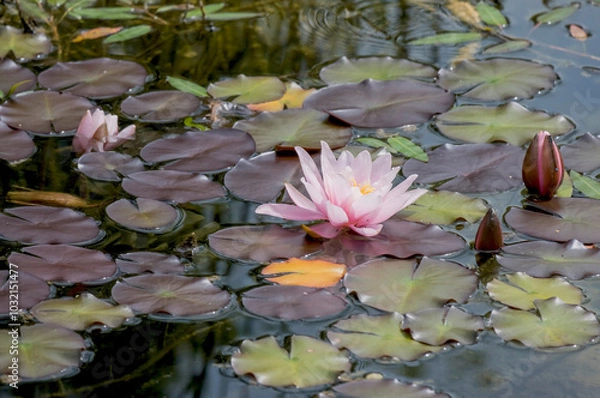 Fototapeta Seerose  (Nymphaea)