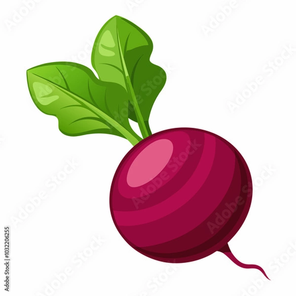 Fototapeta beetroot isolated on white