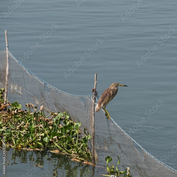 Fototapeta An Indian Pond Heron ( Ardeola grayii ), also known as a Paddybird, perched on netting at the edge of shallow water in Tamil Nadu, India, awaiting its next meal 