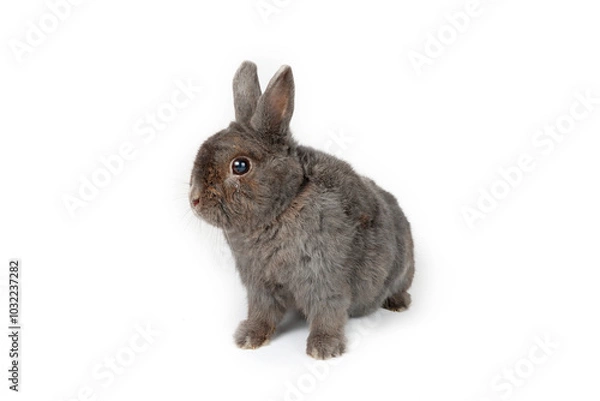 Obraz Rabbit grey isolated on white 