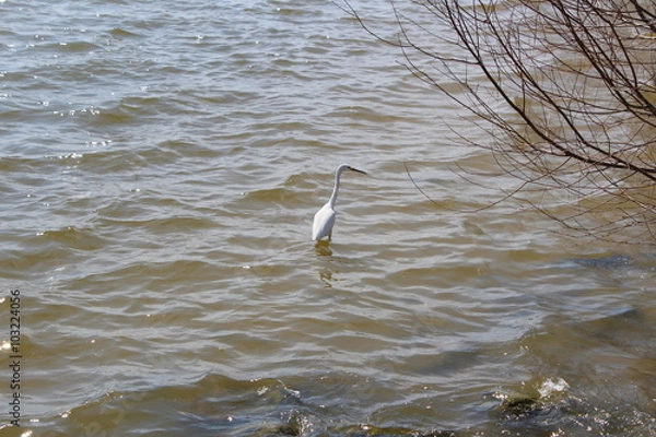 Obraz A beautiful bird is playing around.
