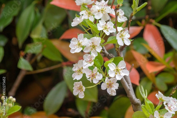 Fototapeta fiori bianchi