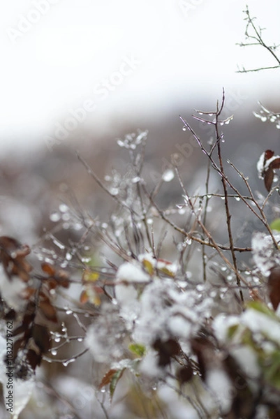 Fototapeta Remnants of autumn leaves and branches with raindrops in close-up. The first frosts in nature.Gloomy autumn in November in the park.Vertical photo