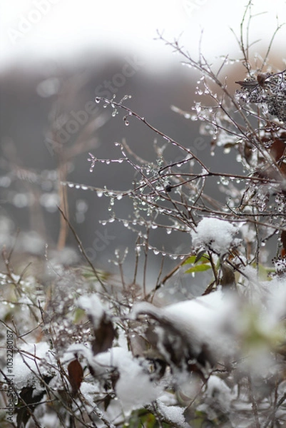 Fototapeta Remnants of autumn leaves and branches with raindrops in close-up. The first frosts in nature.Gloomy autumn in November in the park.Vertical photo
