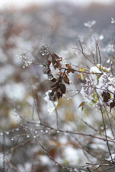 Fototapeta Remnants of autumn leaves and branches with raindrops in close-up. The first frosts in nature.Gloomy autumn in November in the park.Vertical photo