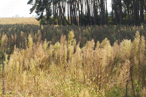Obraz Zarośnięte pole jesienią