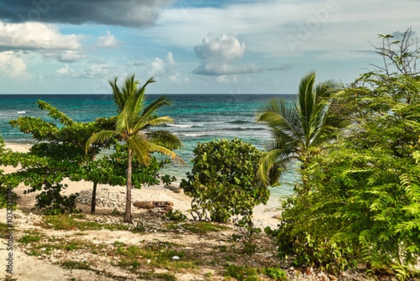 Fototapeta beach with palm trees and sea