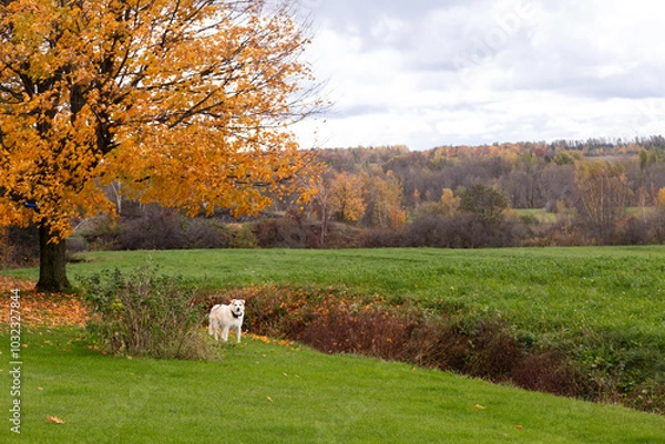 Fototapeta Senior unleashed golden retriever seen guarding a rural property during a cloudy fall morning, with tree groves in the background, Quebec City, Quebec, Canada