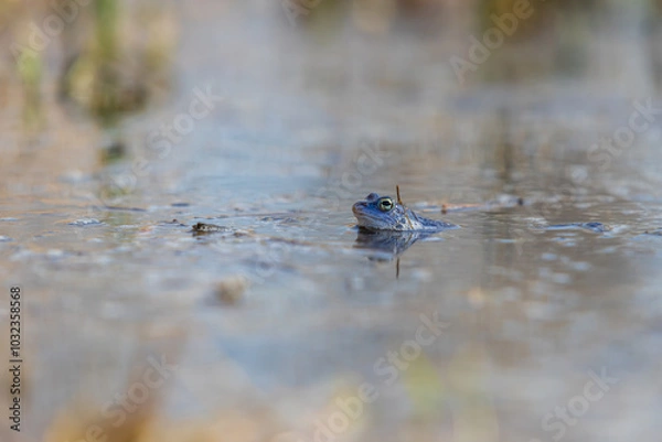 Obraz Blue frog on the surface of a swamp. The blue-tailed frog- rana arvalis at the time of mating sits on the surface of the pond. Its image is reflected in the water. The background has a beautiful bokeh