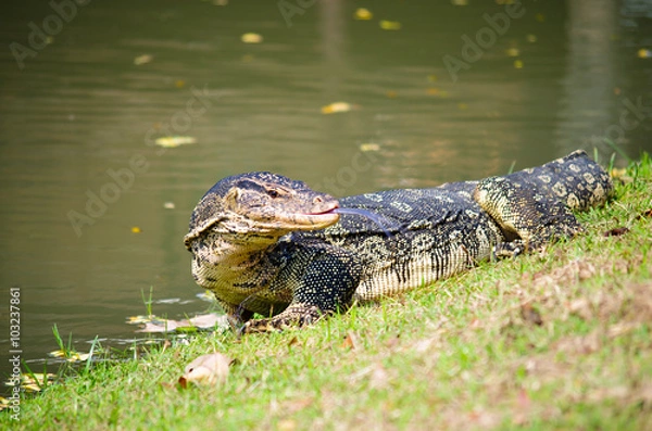 Fototapeta The Varan (Lizard) on the grass in the  Ayutthaya, Thailand