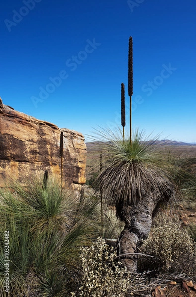 Obraz Australian Landscape Scene