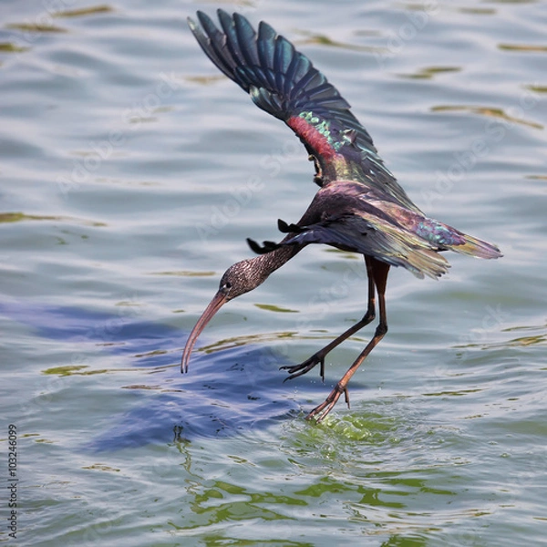 Fototapeta Glossy Ibis