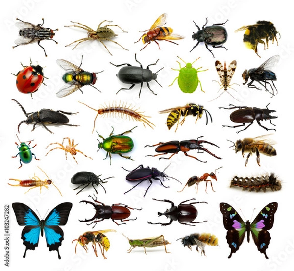 Obraz  Zestaw owadów