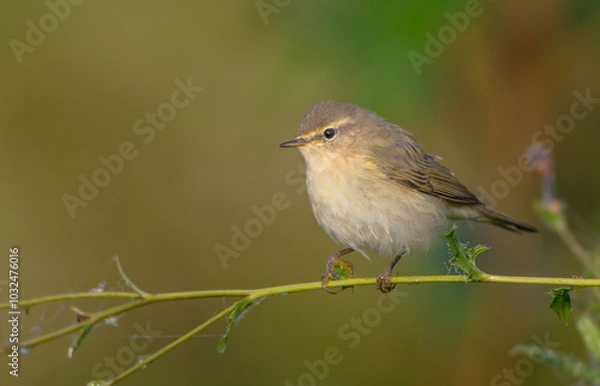 Fototapeta Common chiffchaff -  in autumn at a wet forest 