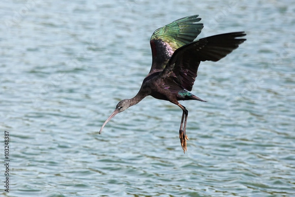 Fototapeta Glossy Ibis