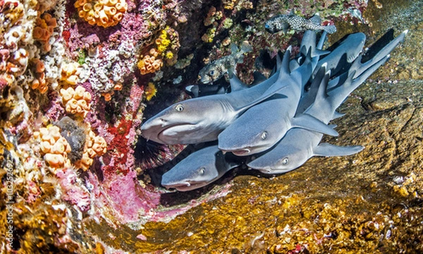 Obraz White tip reef sharks