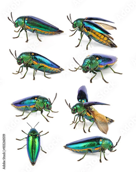 Obraz  metallic wood-boring beetle on white background.