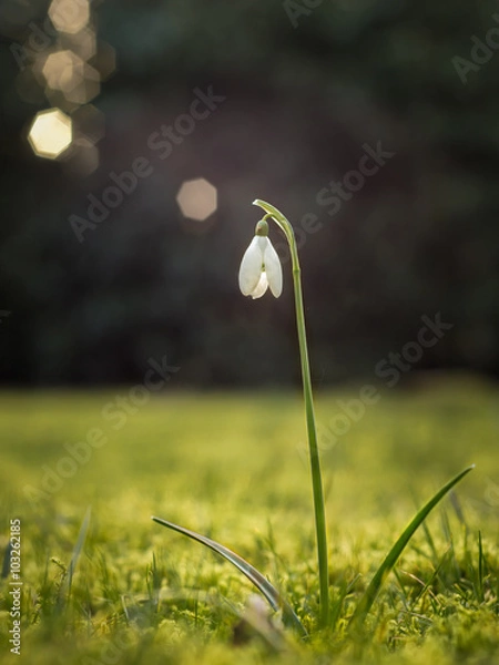 Obraz Schneeglöckchen