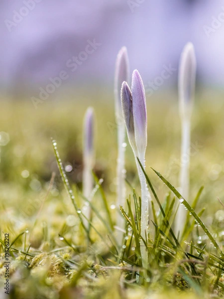 Obraz Krokusse im Frühling