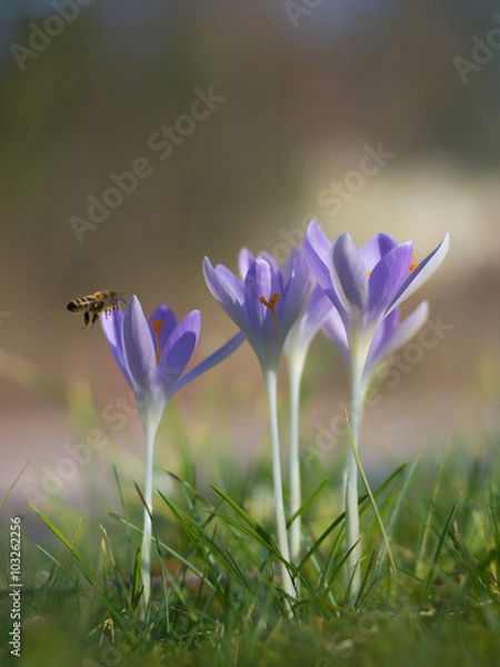Obraz Krokusse und Biene