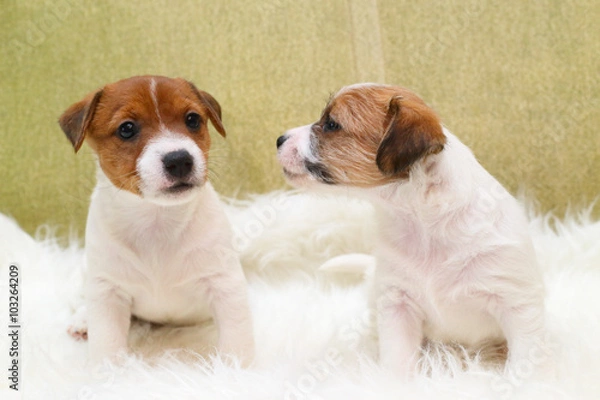 Obraz Two puppy jack russell terrier