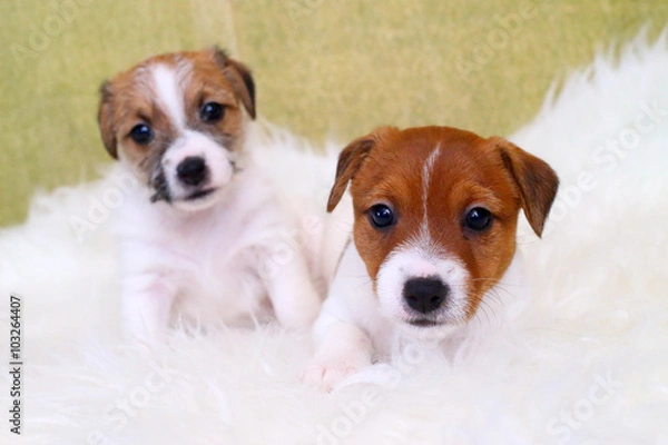 Obraz Two puppy jack russell terrier