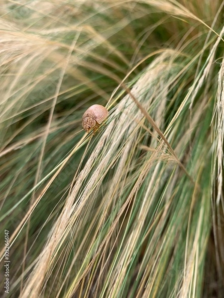 Obraz A macro photograph of a Paropsis bug, a type of leaf beetle, resting on a blade of grass. The beetle's shell has a distinctive mottled pattern in shades of brown, blending with the soft.