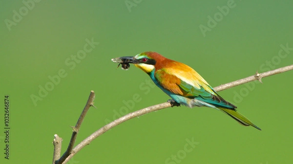 Fototapeta European Bee-eater on a branch