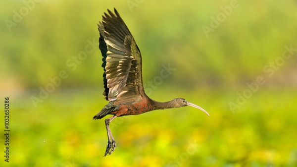 Fototapeta Glossy Ibis in flight